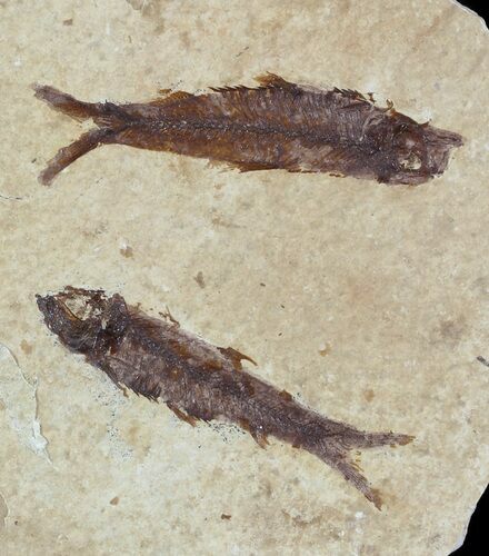 Fossil Fish (Knightia) Multiple Plate - Wyoming #47527